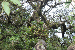 Eria pseudoclavicaulis